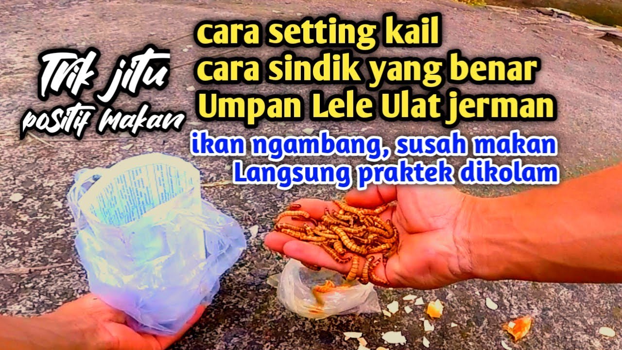 Tehnik mancing lele umpan ulat jerman. cara setting pelampung & cara sindik dikail yg benar