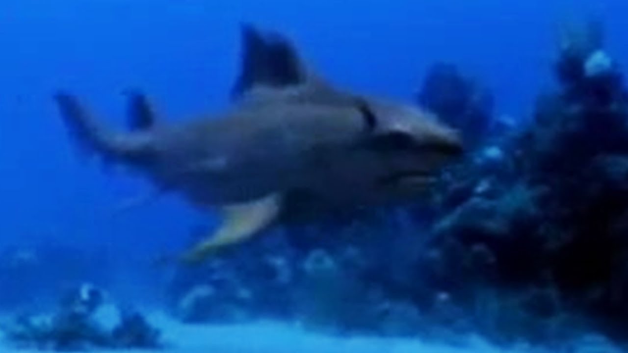 Sharks vs Dinosaurs | Walking with Dinosaurs | BBC Studios