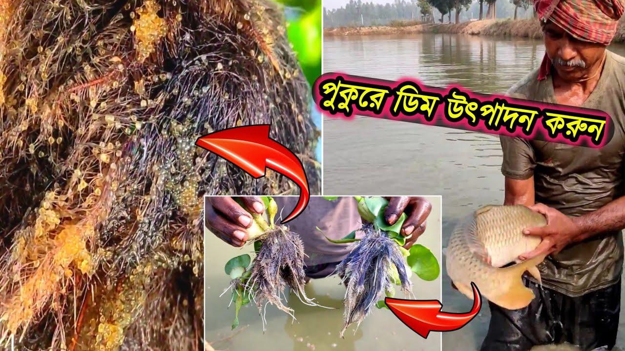 পুকুরে কমন কার্প মাছের রেনু পোনা উৎপাদন করার পদ্ধুতী শিখুন/how to make common carp fish fry in ponds
