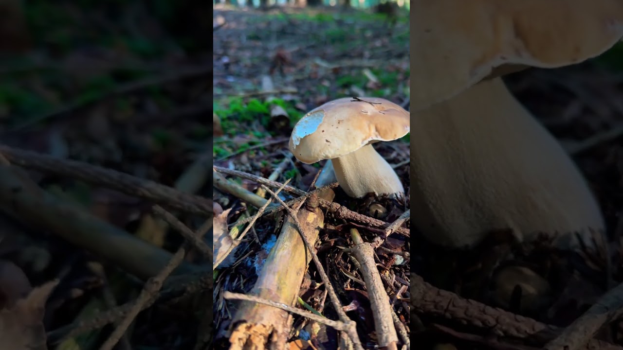 Ostatnie grzybobranie w tym sezonie #borowik szlachetny #listopad #małopolska