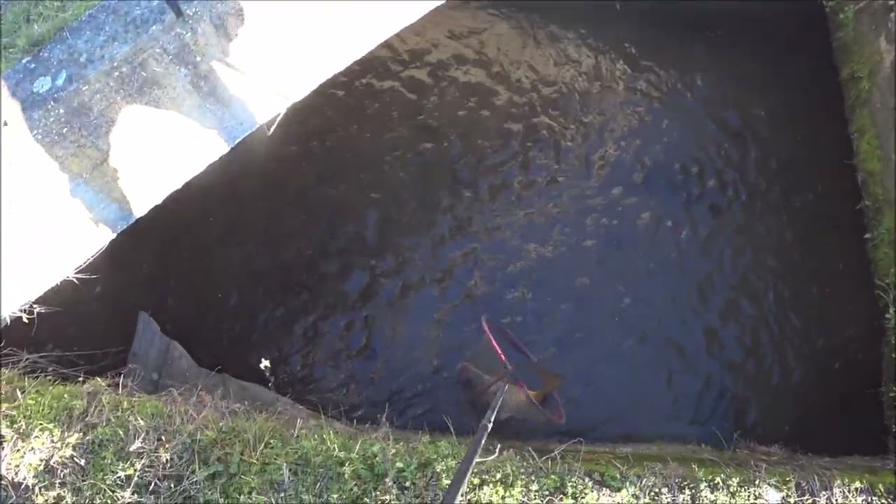 Sotto il ponte c'è una bestia da record