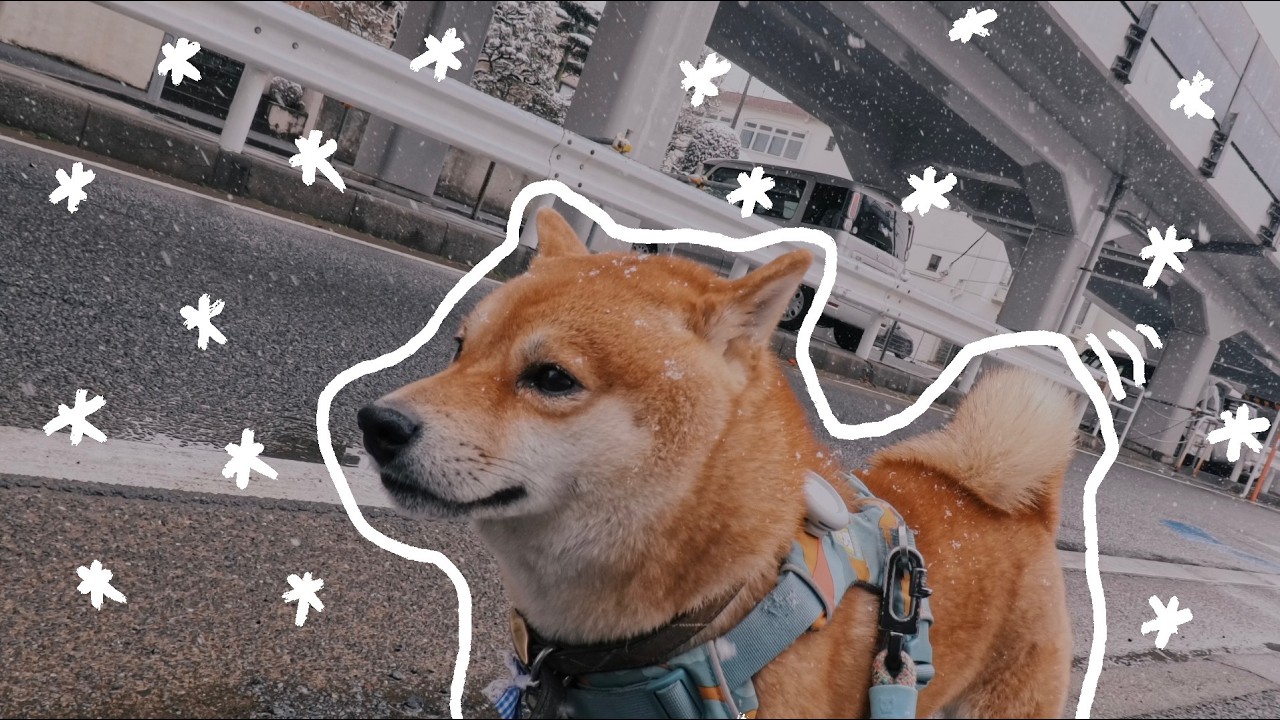 日本日常vlog | 雪天帶小柴散步 | 使用Insta360 GO Ultra 拍攝 | 4K