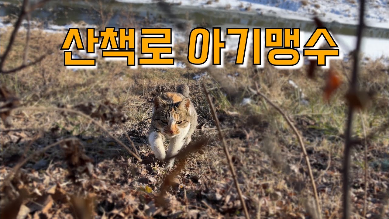 겨울 산책중 만난 아기 맹수 고양이