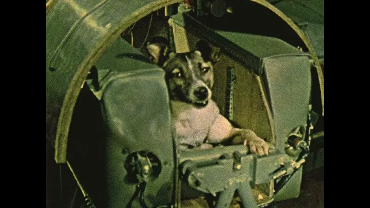 EHS - Laika 1