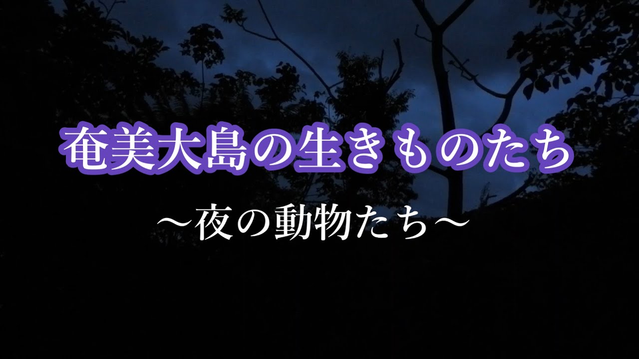 奄美大島の生きものたち～夜の動物たち～