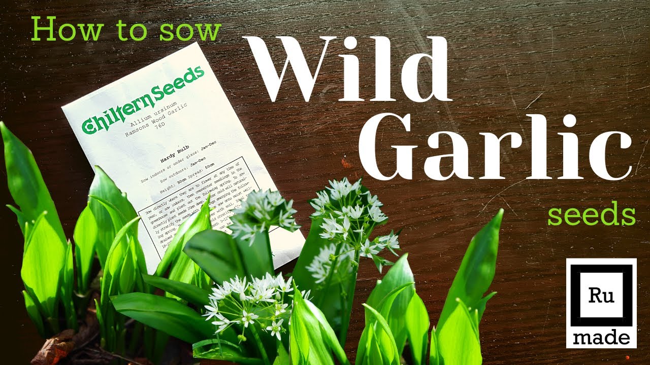 Starting off Wild Garlic (ramsons) from seed! Woodland food production?