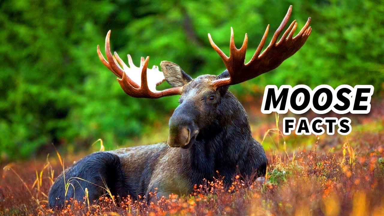 Факты о лосях: или, как их еще называют, факты о лосях (?) 🦌 Файлы фактов о животных