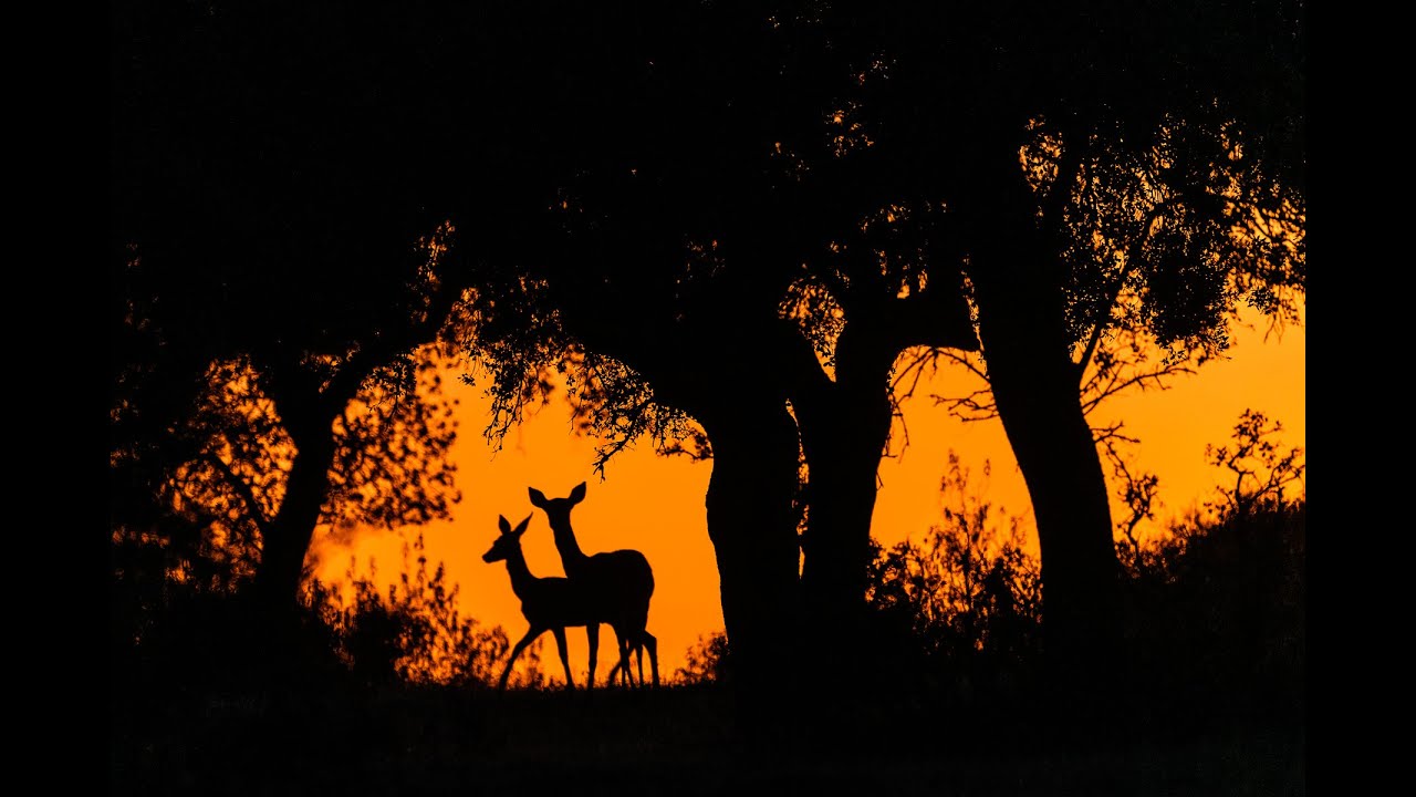 Tr&aacute;iler del documental MONSFRAGORUM Parque Nacional de Monfrag&uuml;e