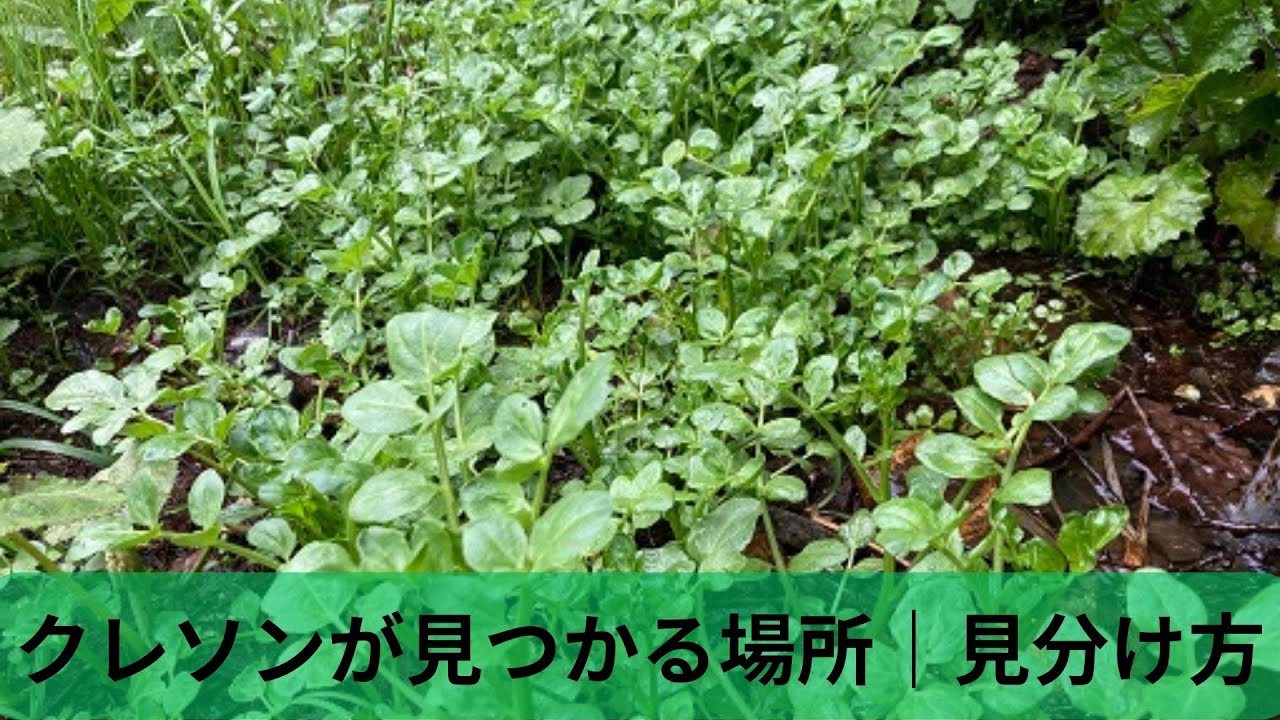 クレソンが見つかる場所｜見分け方