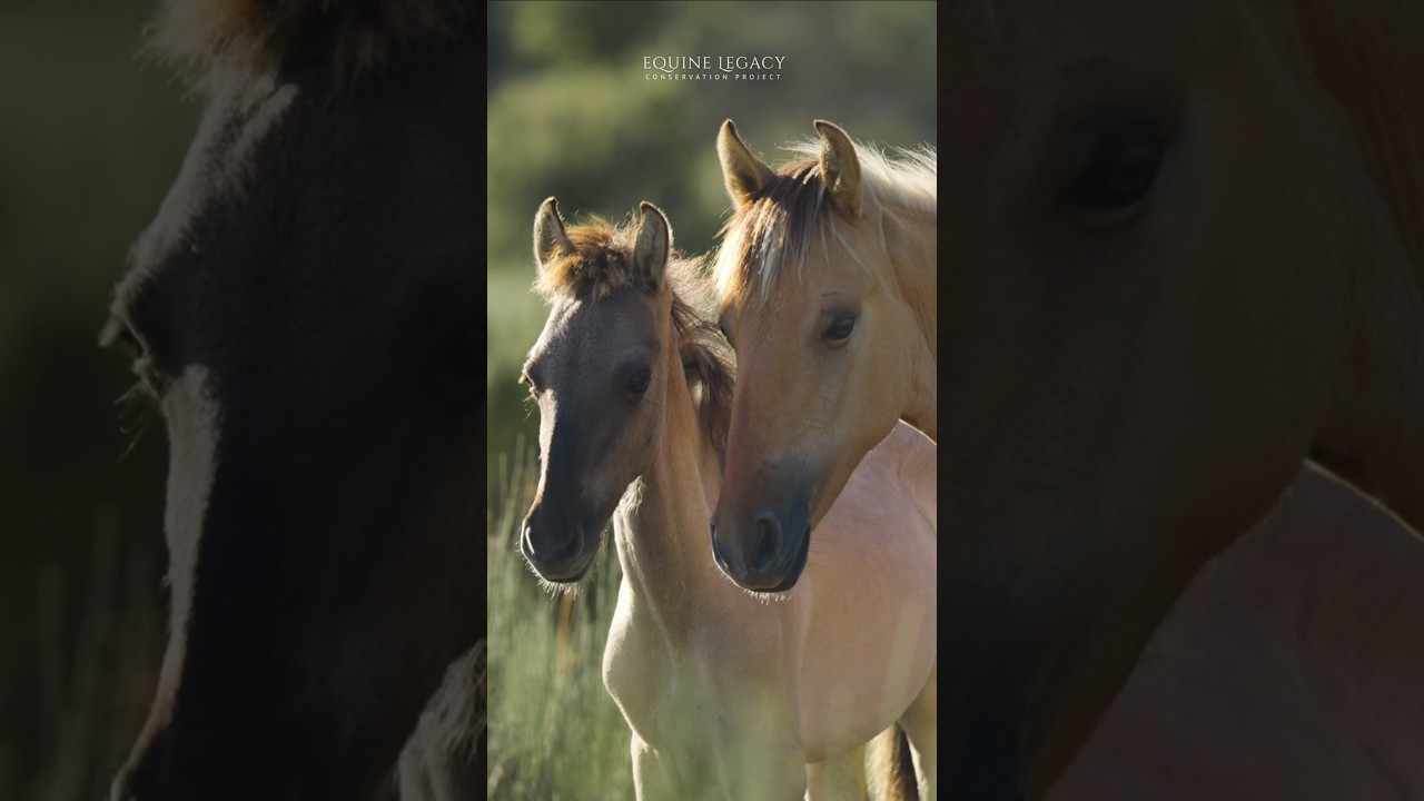 The Sorraia - Equine Legacy Project Documentary