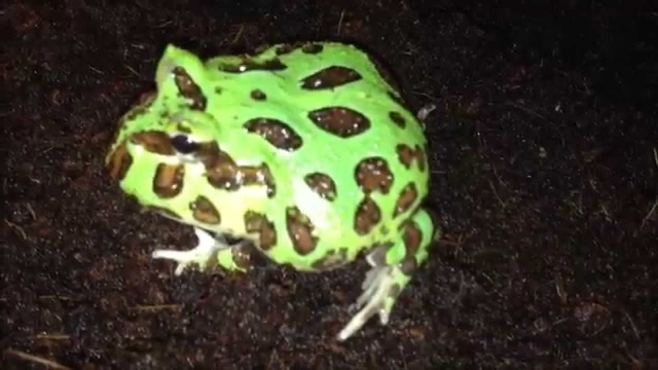 Horned Frog - Ceratophrys cranwelli (Green-Phase) on his chill-out after eating a lot of crickets