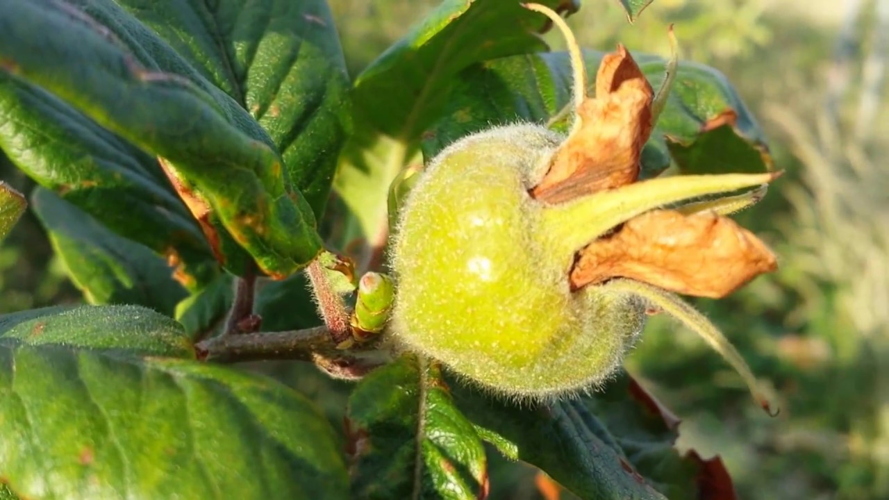 How to Grow Medlar: The Movie