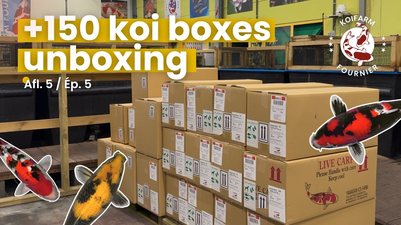 Unboxing 150+ Japanese Koi Boxes! 🇯🇵📦 First Shipment at Koifarm Fournier