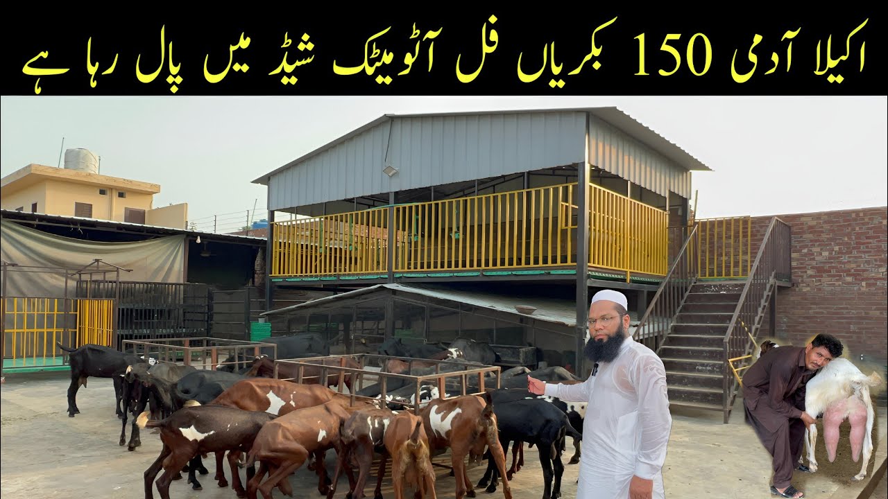 Goat Farming Business Idea | Full Automatic Double Story Shed ll JD Goat Farm Lahore #goat #farming 
