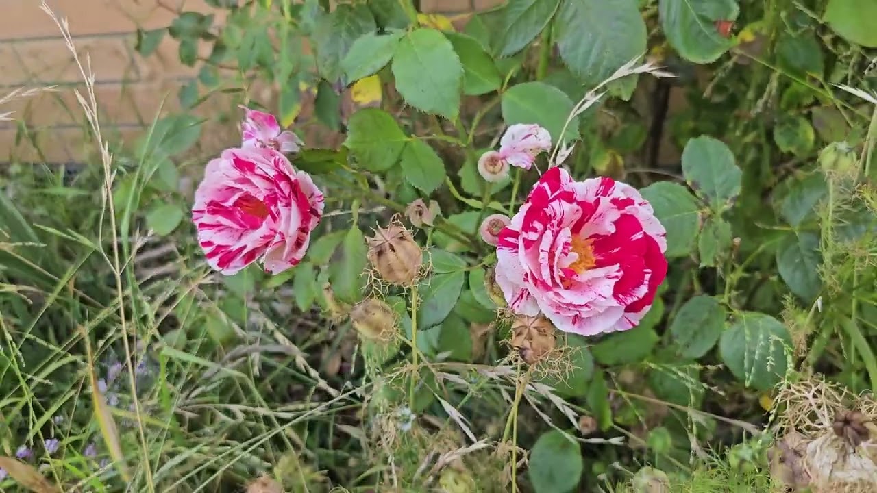 Garden Update Jan 20th 2026