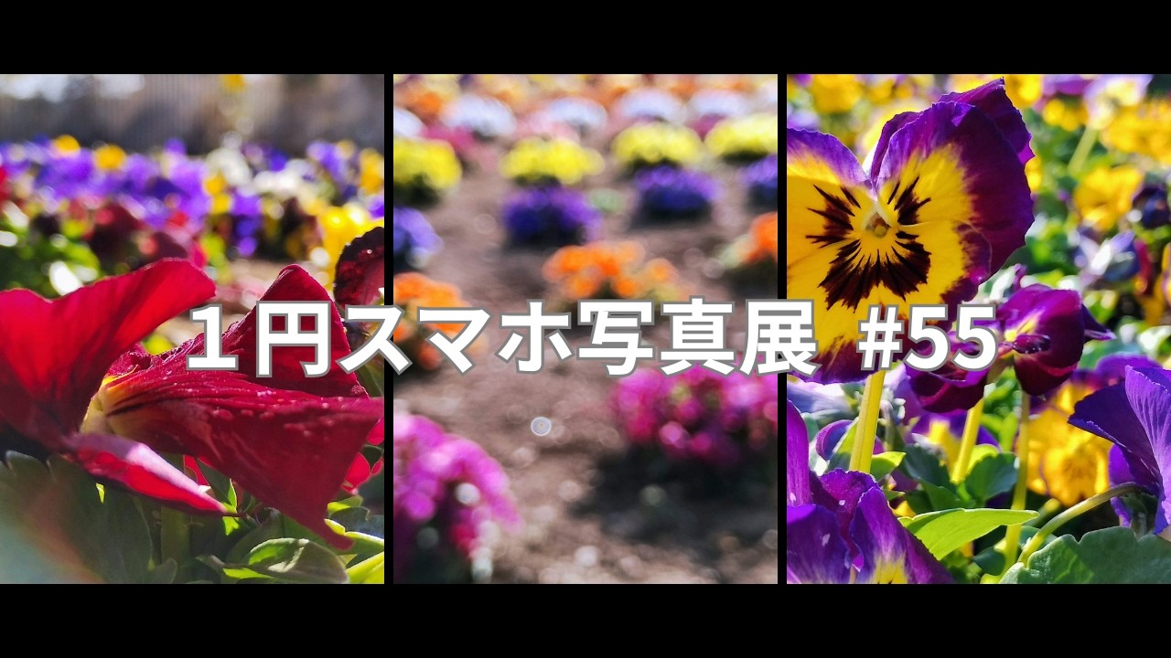 １円スマホ 写真展 #55　パンジー