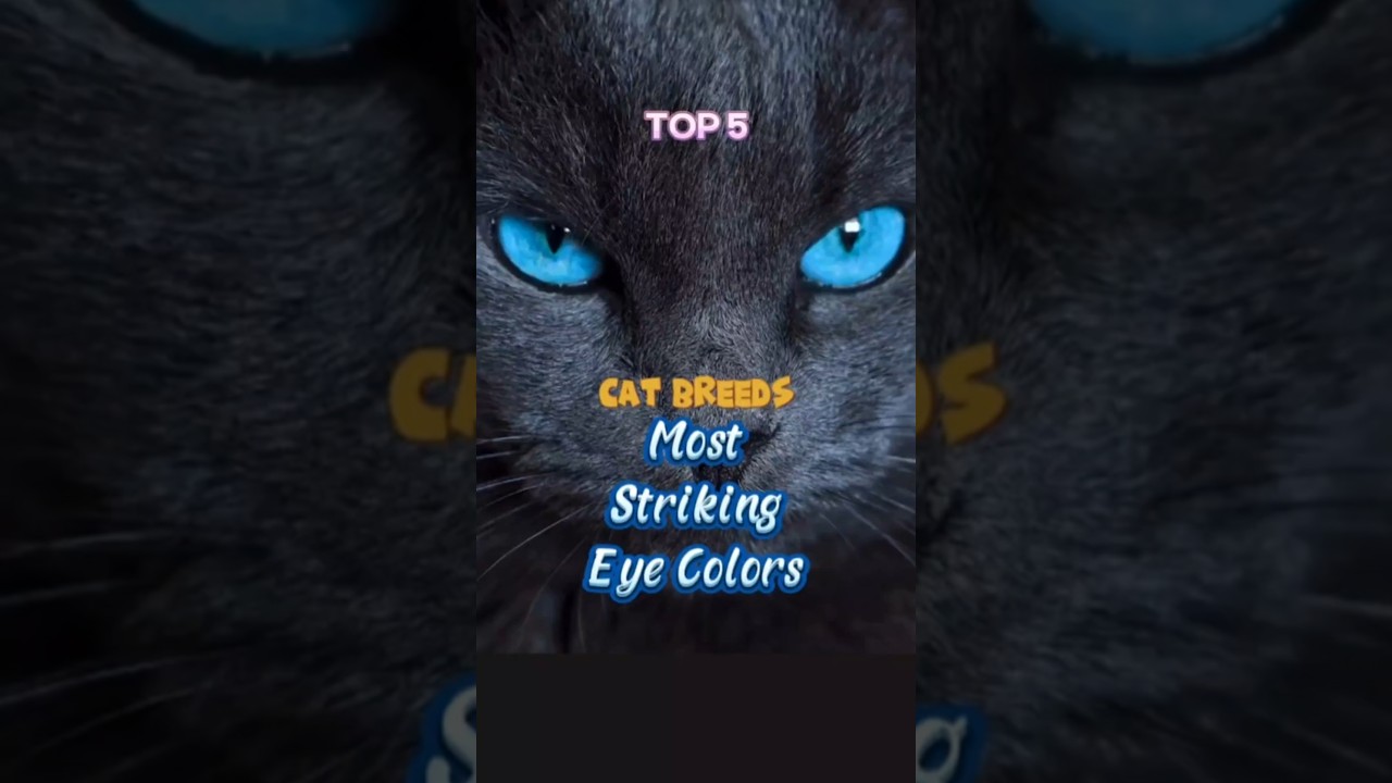 Top 5 Cat Breeds with the Most Striking Eye Colors (Number 1 Will Leave You Staring!)  #CatLovers