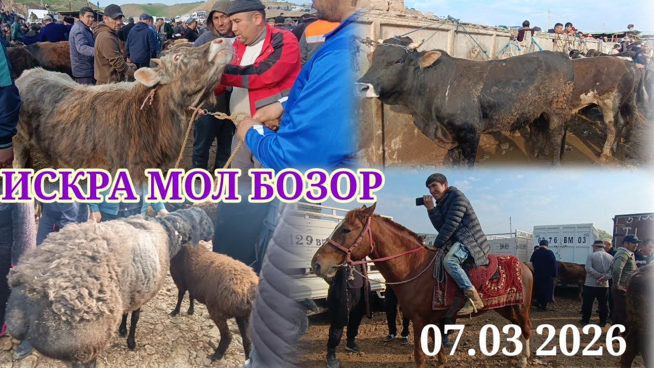 ИСКРА МОЛ БОЗОРДА КАТА МОЛ МАЙДА МОЛАР НАРХЛАРИ АРЗОН БУЛДИ 😱😱😱😱😱😱