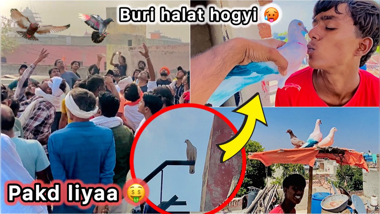 Bazi wala kabutar Vapas Aagya 🤑 || Try to catch Tounament winner pigeon 🕊️