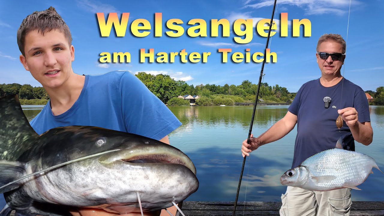Angeln auf Wels / Waller, Karpfen und andere Fische - Welsangeln am Harter Teich