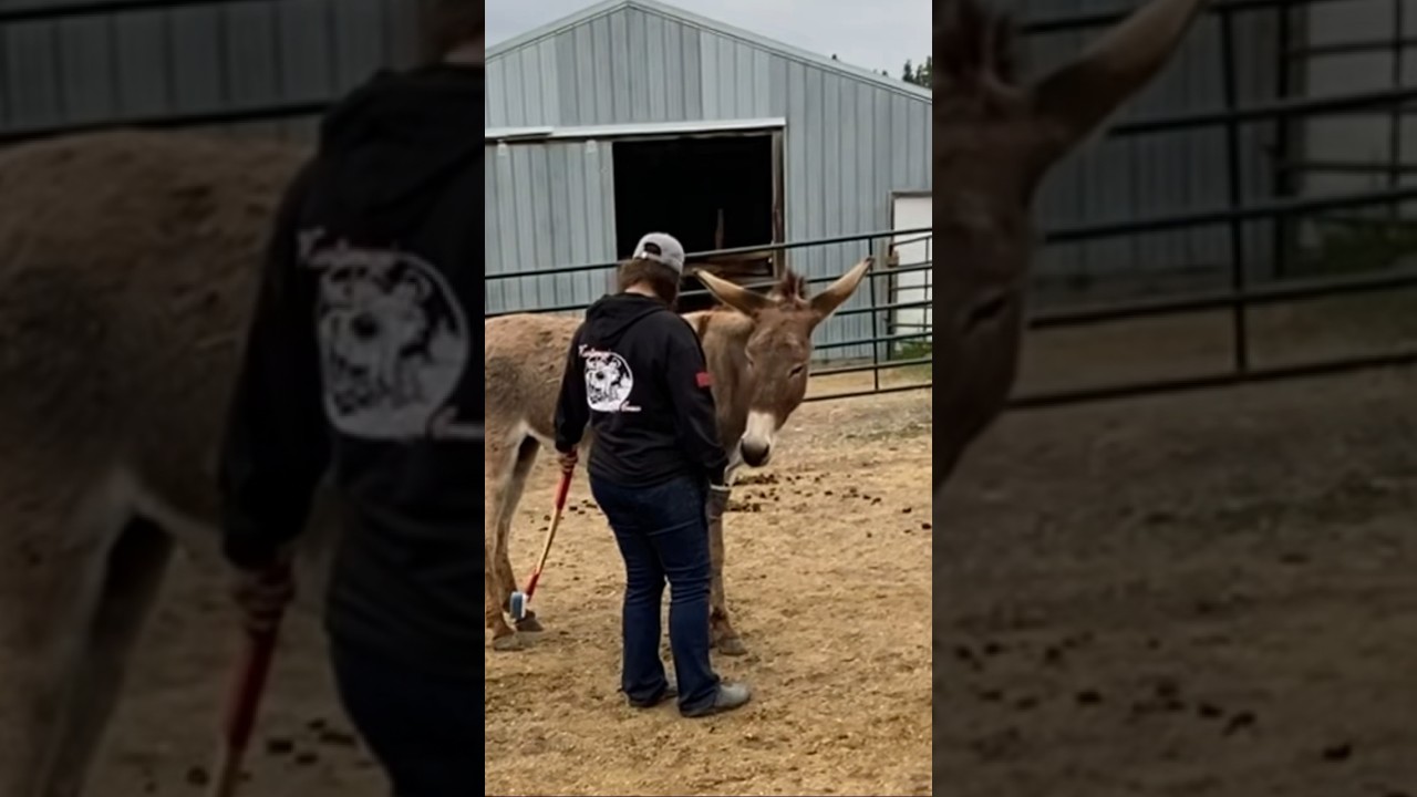 Target training wild burro