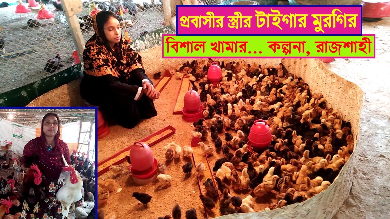 প্রবাসীর স্ত্রীর টাইগার মুরগির বিশাল খামার । নারী উদ্যোক্তা । কল্পনা আপা, রাজশাহী । Swadesh BD ।