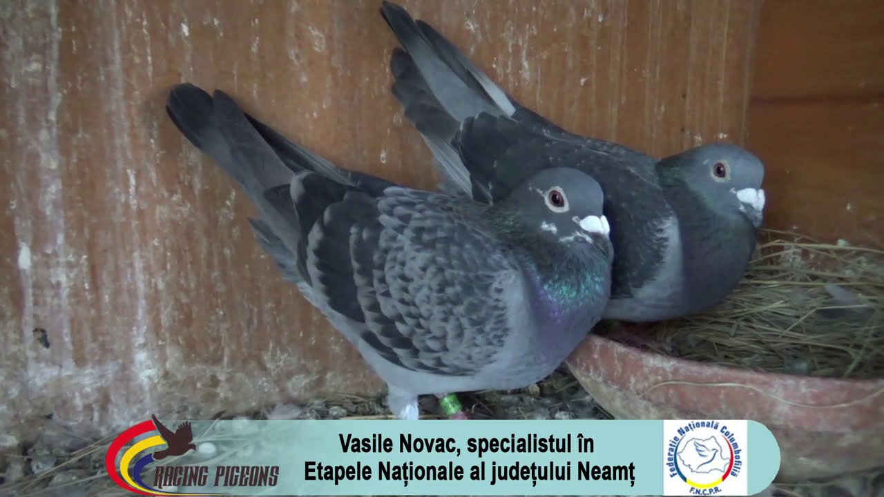 Vasile Novac, specialistul în Etapele Naționale al județului Neamț
