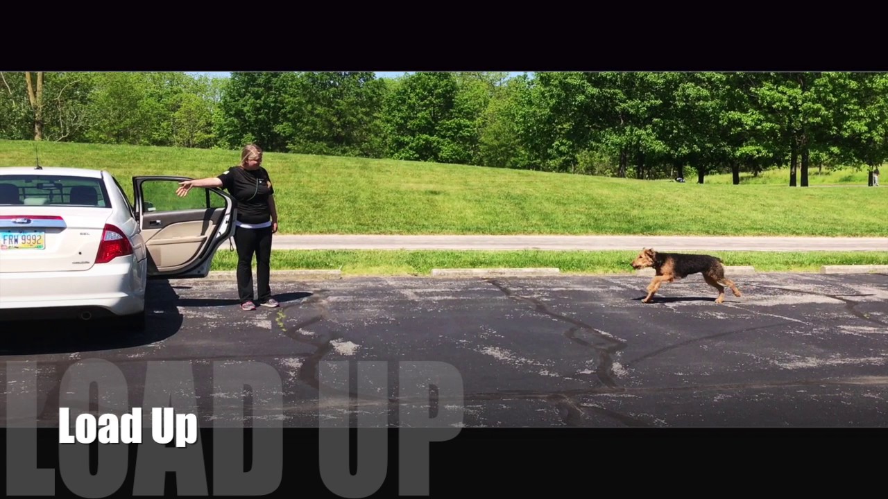 Dog Training: High Energy Airedale Terrier- Ruthie! Before/After Two Week Board and Train