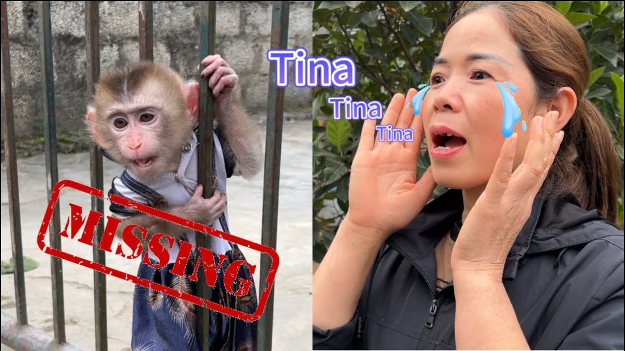 Mom was worried when she couldn't see little monkey Tina
