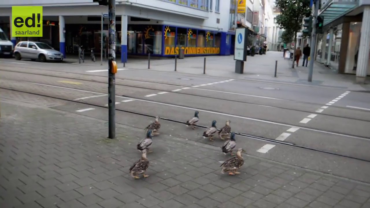 german ducks stop on red light an go on green lights Enten Saarbr&uuml;cken