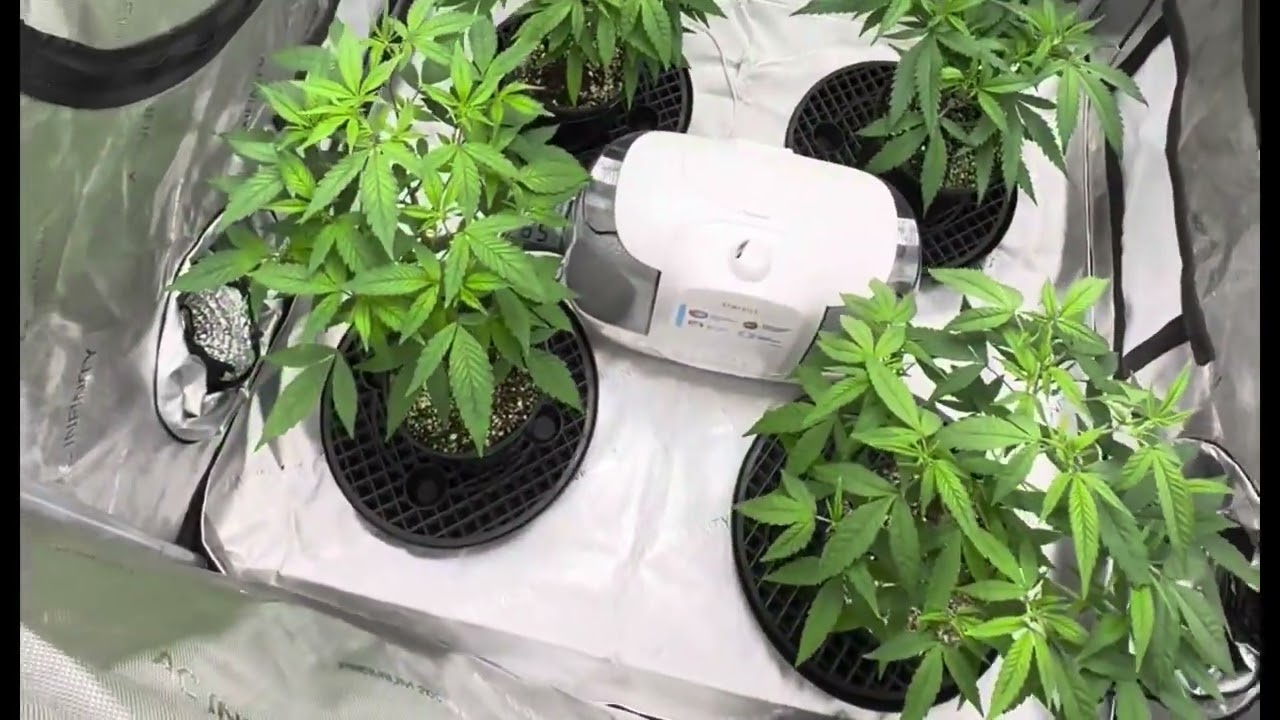 3x3 Grow Ep.1 (Purple City Genetics)