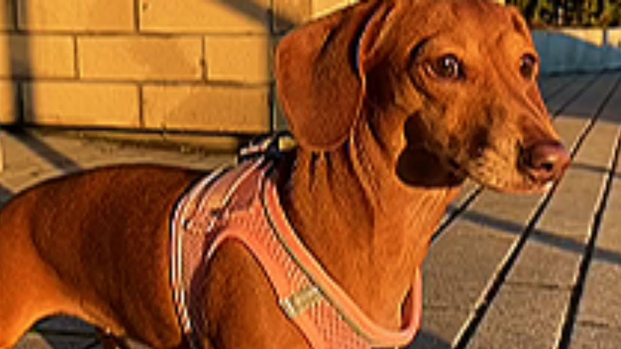 This Dog Threw the Biggest Tantrum at 3AM – What This Tiny Warrior Did Next Shocked Everyone