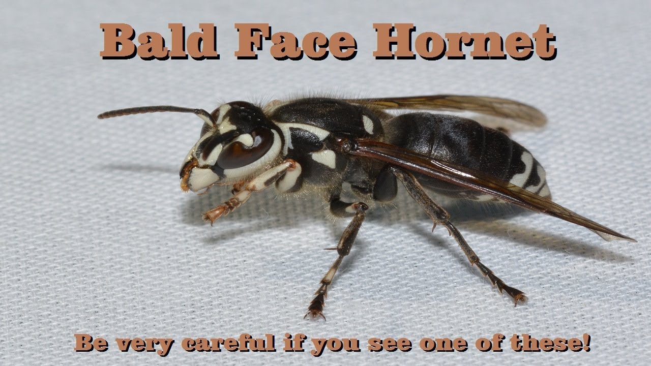 Bald Face Hornet, Dolichovespula maculata, DON