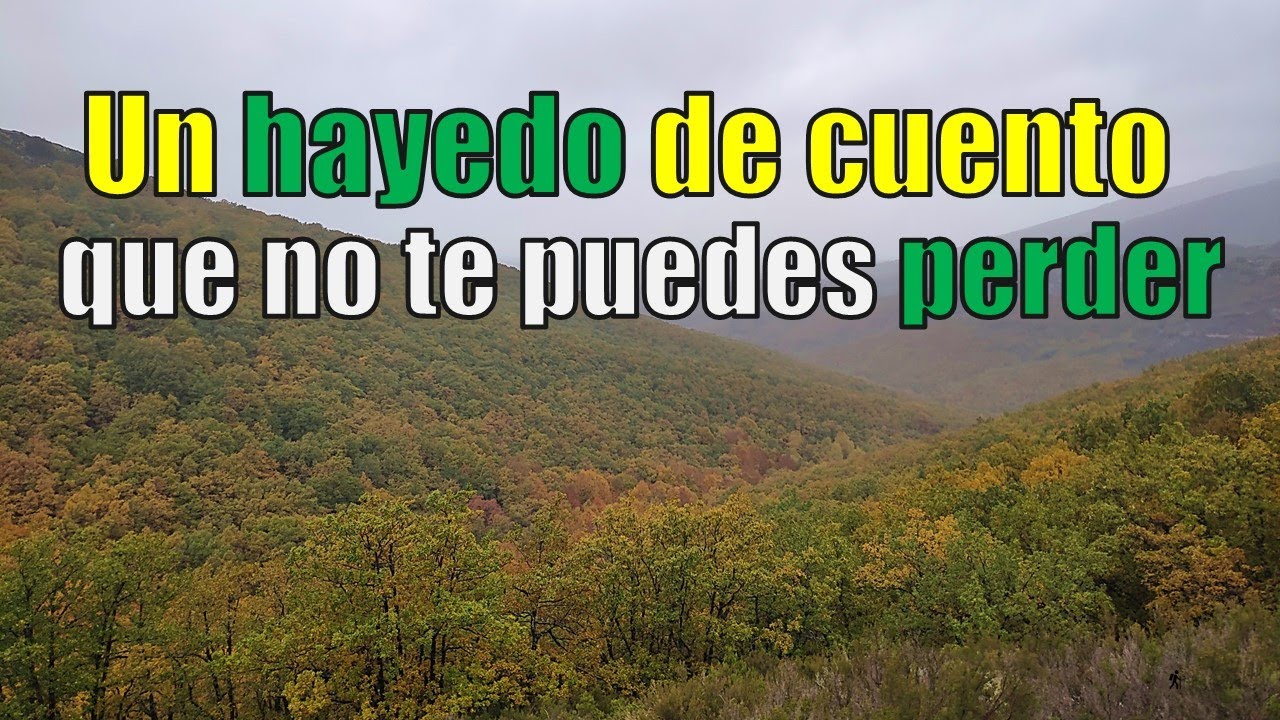 Hayedo de La Pedrosa,  una ruta de cuento que no te puedes perder 