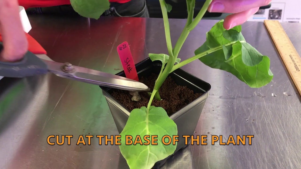 Fairchild's Growing Beyond Earth Harvesting Tutorial