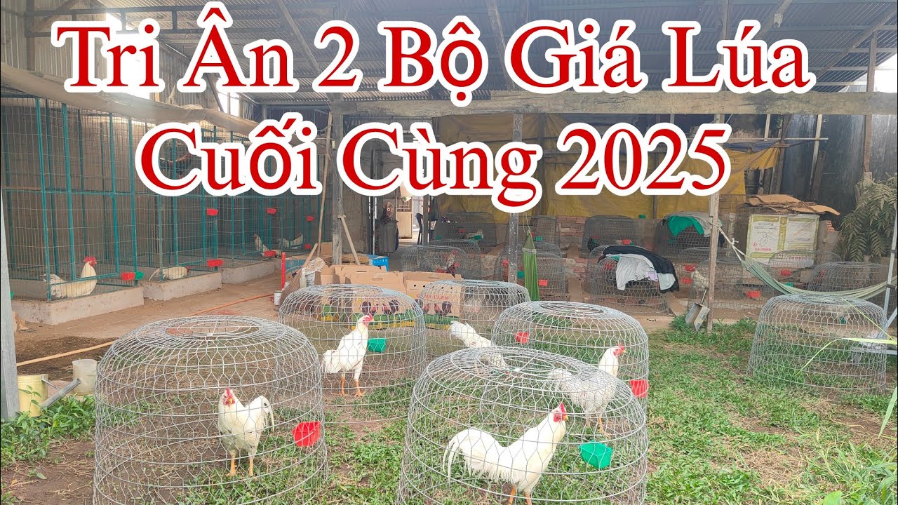 Thú Y Phương Luận| 2 Bộ Nọc tri ân Giá Lúa Cuối Cùng Năm 2025