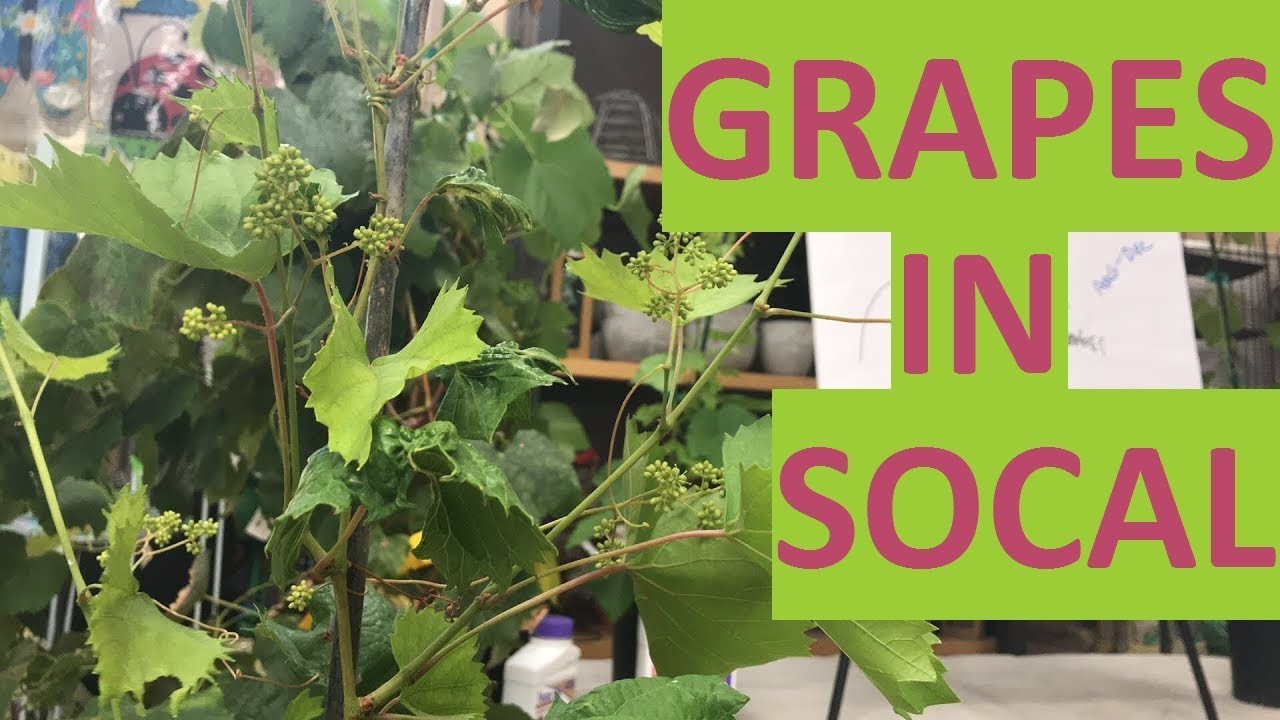 GARY’S GUIDE TO GROWING GRAPES | LIVESTREAM