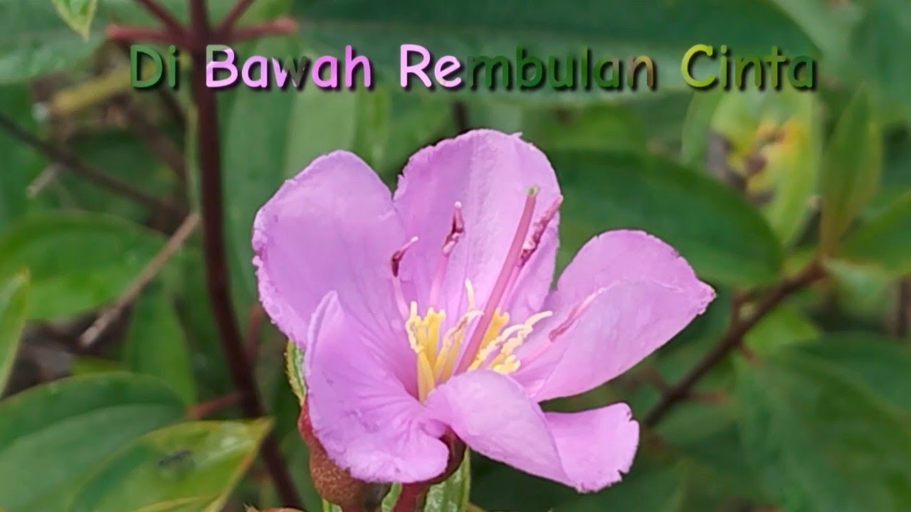 DI BAWAH REMBULAN CINTA #daftarlagu #music #laguterbaik #kumpulanlaguterbaru #akustik