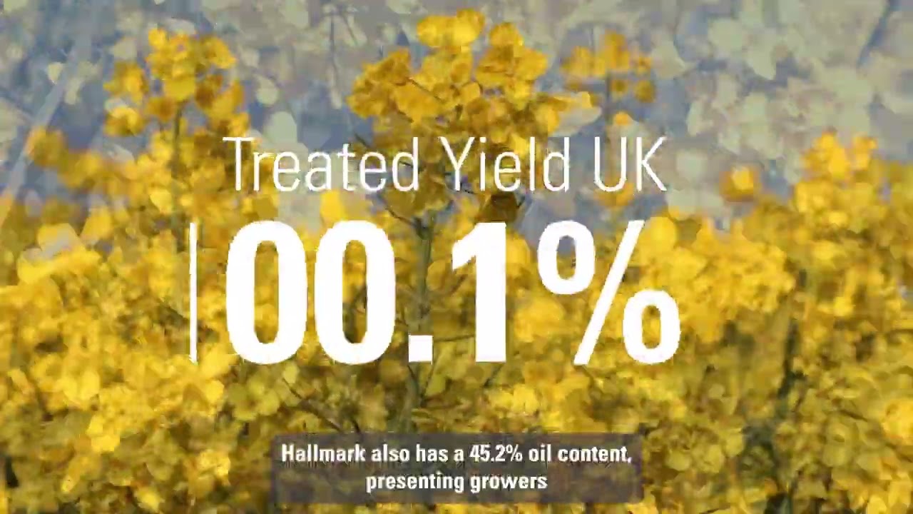 Hallmark Oilseed Rape | Elsoms
