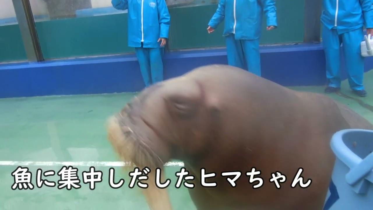 【セイウチ】それぞれの思い（伊勢シーパラダイス／水族館）