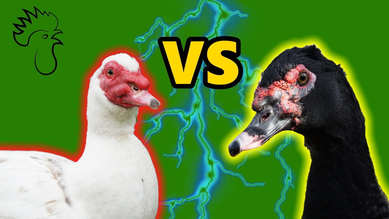Introducing the new Muscovy drake