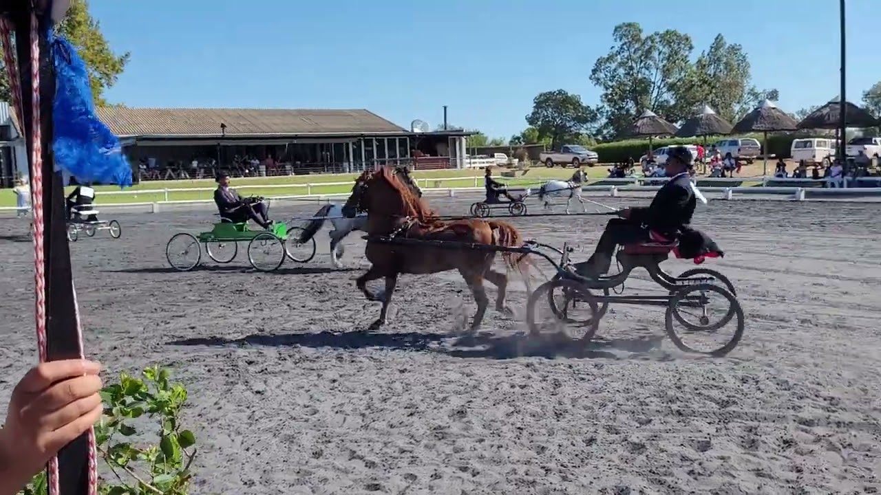 WPCS AFRICA EUROPA AUTUMN SHOW 2022 - Section A Welsh Pony - Single Harness Supreme Championship