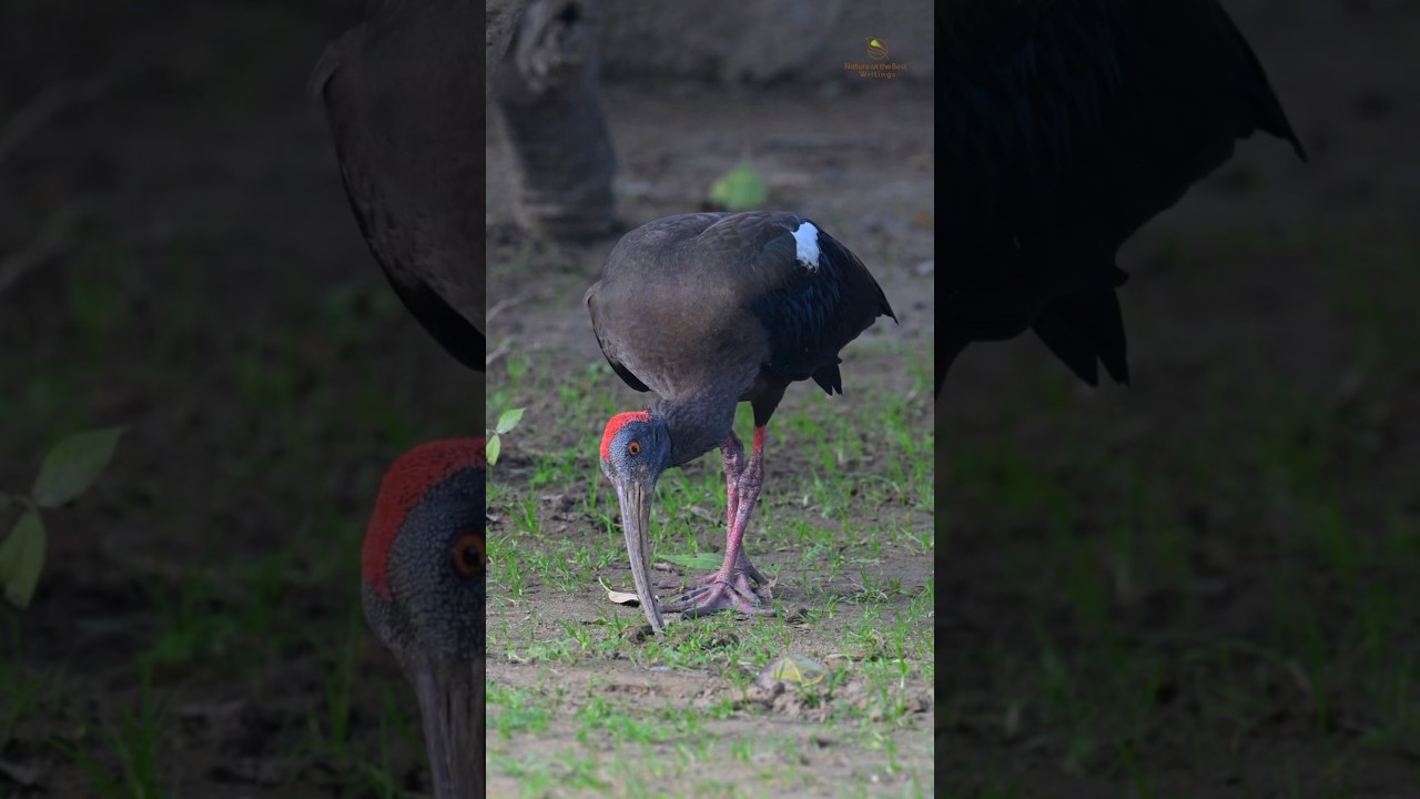 #birdsofparadise #birds_captures In Search of Delights: The Indian Black Ibis Hunting Expedition