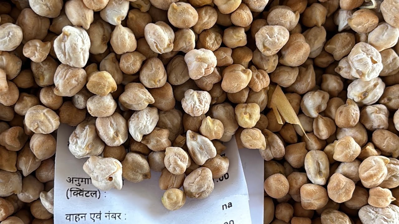 नया डालर चना 🌺🌱!! देवास मंडी डालर चना भाव  मार्च 2026 !! बिजू सोयाबीन लाइव वीडियो देखें भाव का !!