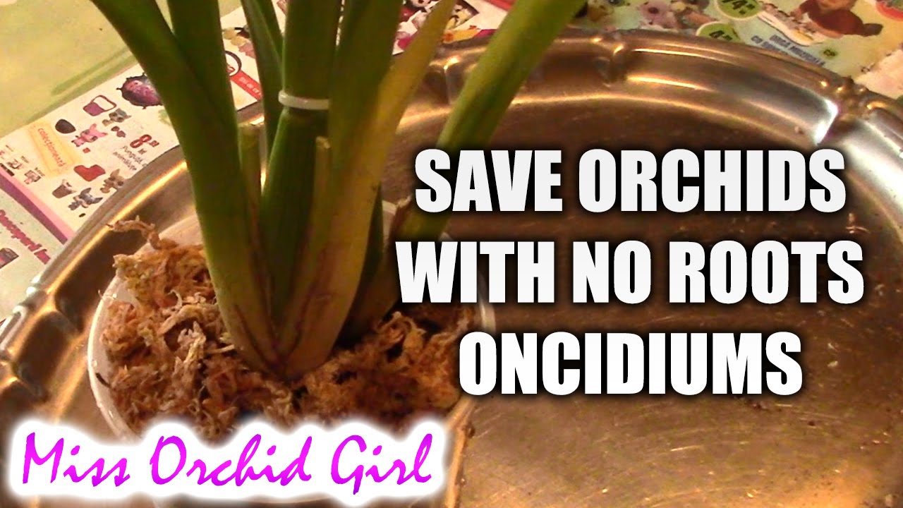 How to save an Oncidium orchid without (or with very few) roots