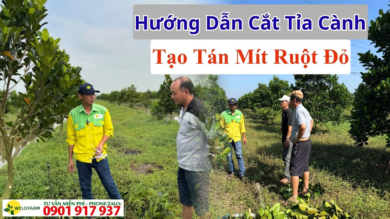Hướng Dẫn Cắt Tỉa Cành Tạo Tán Mít Ruột Đỏ, Chuẩn Bị Bước Vào Giai Đoạn Làm Bông