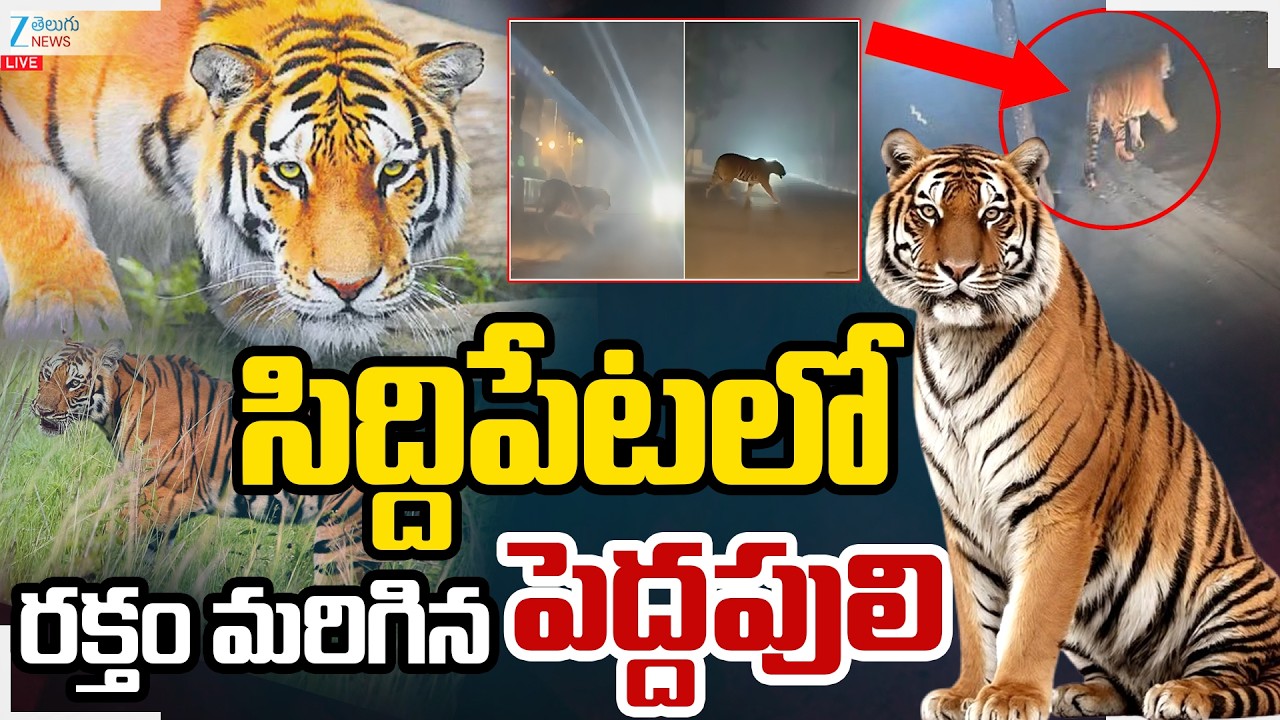 LIVE: Tiger Hulchal In Siddipet District Live Updates | సిద్దిపేటలో రక్తం మరిగిన పెద్దపులి... | ZEE