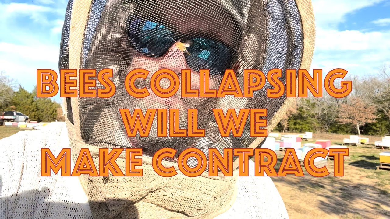 Commercial Beekeeping Woes Can We Still Make Almond Contract? Another 386 Hives Lost to CCD