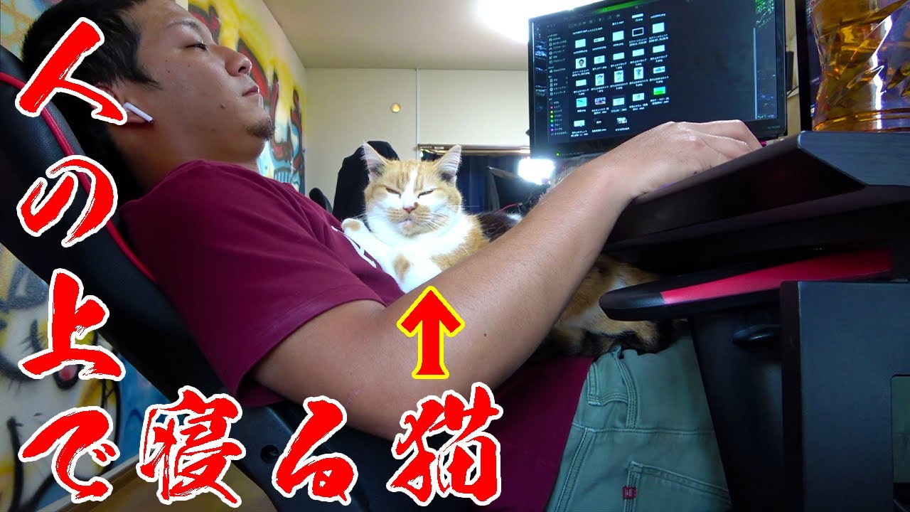 人間の上に乗るのが好きな猫。