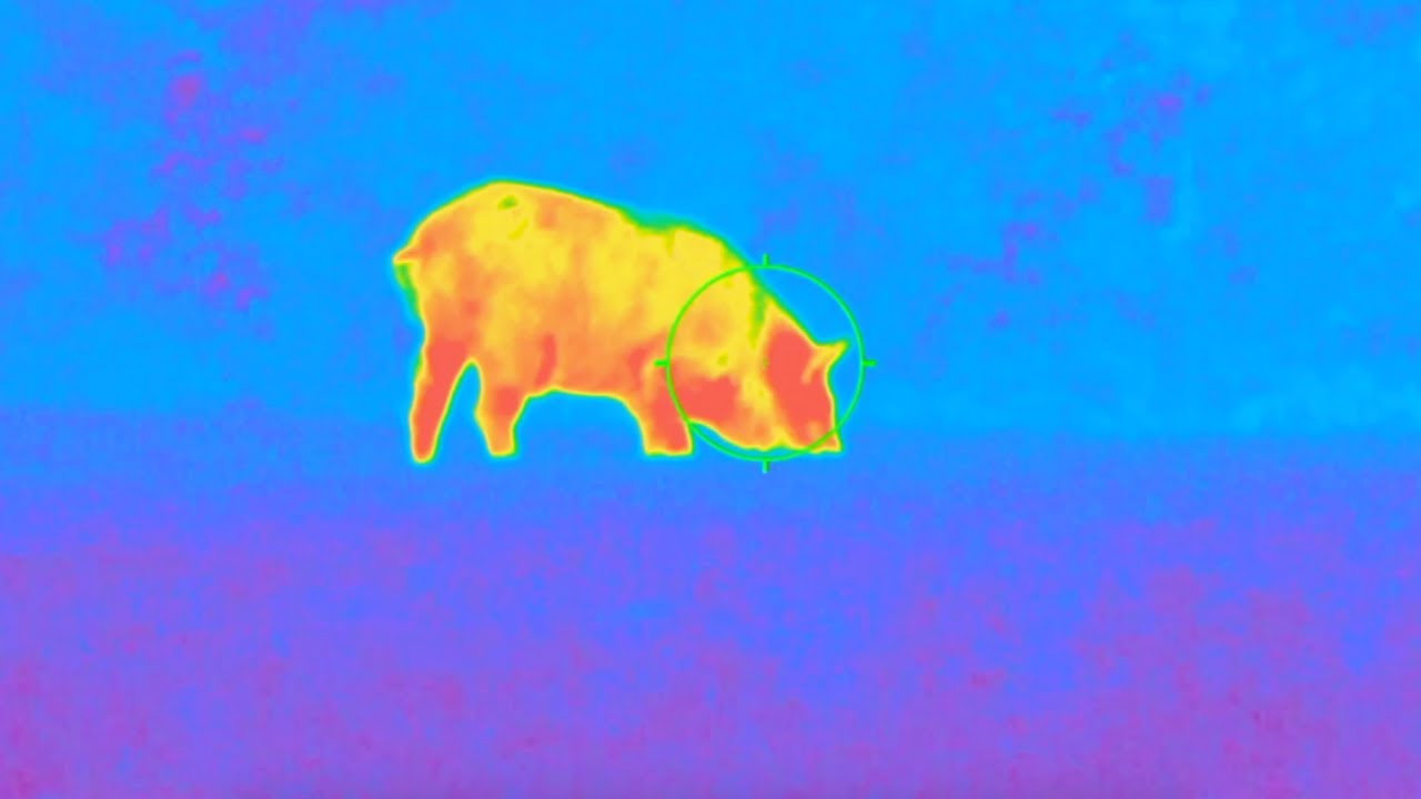 Pulsar Thermion XG50 | 1st Hog Hunt **EXCLUSIVE**